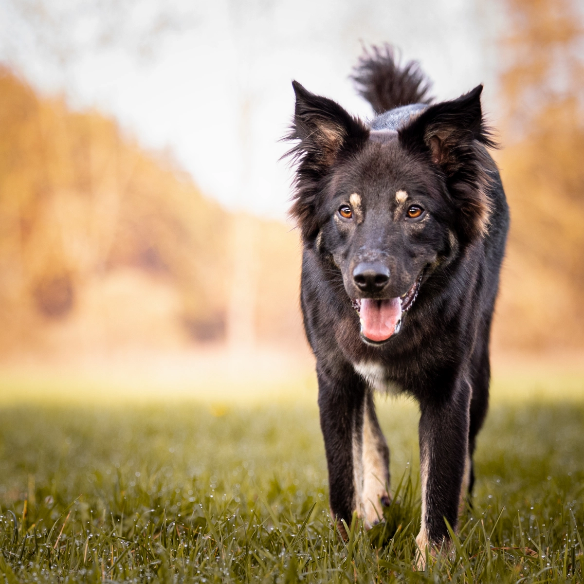 Frau und Hund