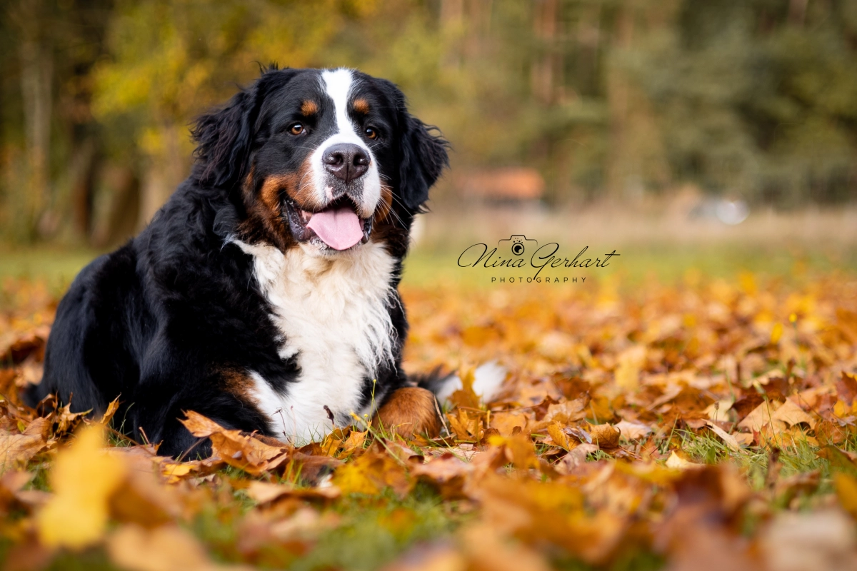 Frau und Hund