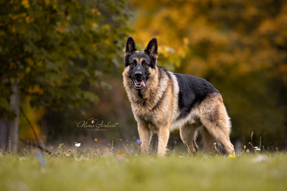 Frau und Hund