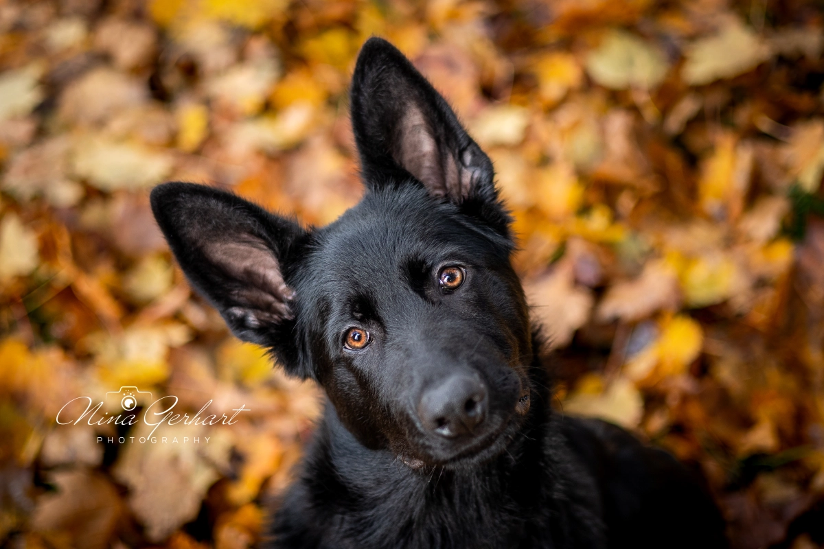 Frau und Hund